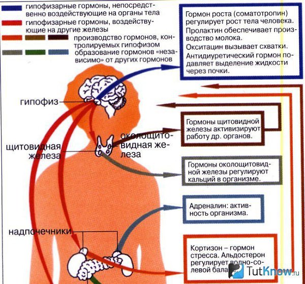 Гормоны, которые регулируют набор или потерю веса. Лептин гормон сытости. Этот гормон посылает в ...