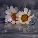 ���� Native, �������� - ��������� 6 ������ 2016