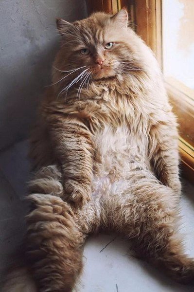 10 самых гигантских котов в мире.Такие котики смотрятся несколько устрашающе. Их уже не поднимешь ... - 7