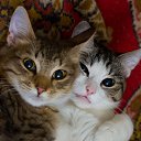 ���� ������, ���������, 72 ���� - ��������� 2 ����� 2017 � ������ ������ ��������