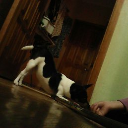 ���� �������, ���������, 22 ���� - ��������� 2 ������� 2017