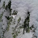  , , 60  -  3  2017     ,28.01.17.