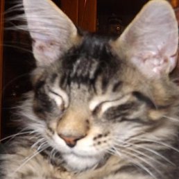 ������, ʸ���, 55 ���