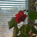 ���� ������, ������, 58 ��� - ��������� 13 ������� 2016 � ������ ���� ����������