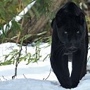 ���� ����� (98 Rus), �����-��������� - ��������� 19 ������ 2016 � ������ ������ ��������