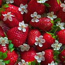 ���� Victoriya, ����������� - ��������� 20 ������� 2017