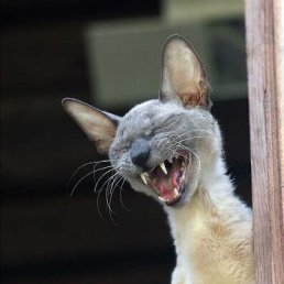 �������, ����, 42 ����