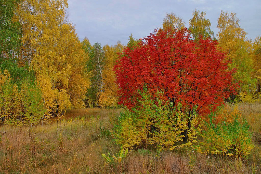 Рябина и клен дерево. Осенний куст. Кусты в лесу осенью. Кустарник в осеннем лесу. Клен и осина осенью.
