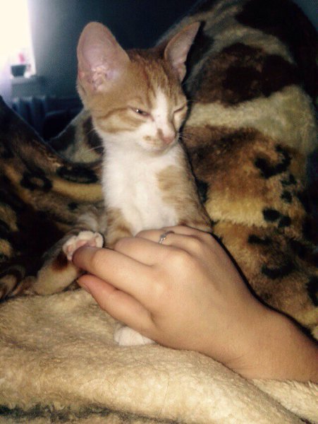 #Безкота_добро.Забрала котеночка ! Малыш попал в беду, но добрые люди подобрали его! Задние лапки ... - 3