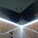 ���� ��������, ��������, 54 ���� - ��������� 12 ������� 2017 � ������ ������ ��������