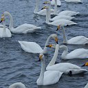  Vela, , 50  -  7  2017    