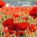 ���� �������, ������, 38 ��� - ��������� 15 ������� 2016 � ������ ���� ����������