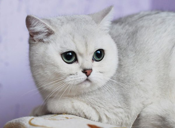 Кошки породы шиншилла фотографии