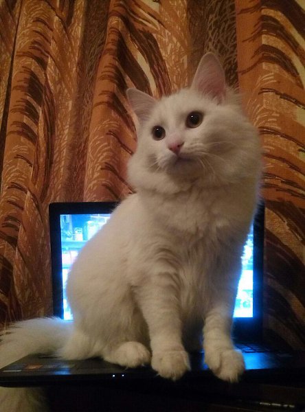 #Безкота_добро.Мой подобранец :) Шла с работы, и вдруг счастье выскочило из подвала. Грязный и ... - 2