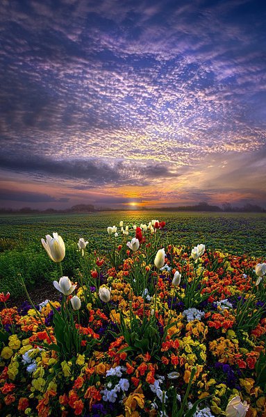    . Phil Koch - 6