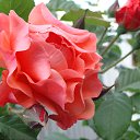  Tatyana,  -  6  2017    