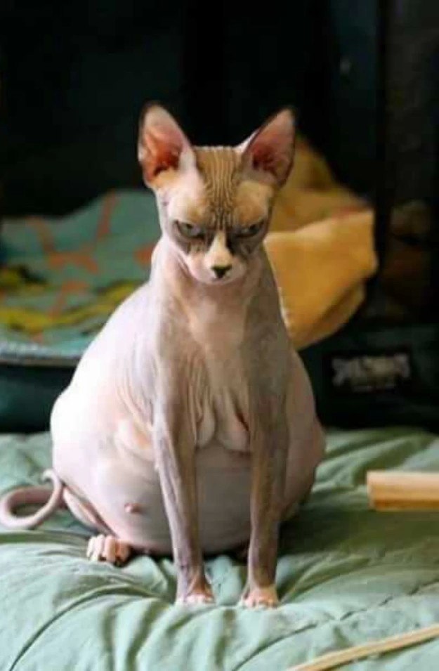 ,    :    ,,",     -  !