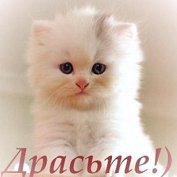 �����, ����������, 47 ���