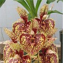 ���� ������, ��������, 50 ��� - ��������� 10 ����� 2017