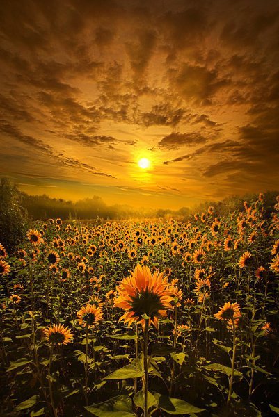    . Phil Koch - 2