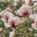 ���� �����, ���������, 44 ���� - ��������� 4 ����� 2017 � ������ ���� �������� ������