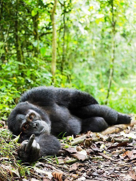     Comedy Wildlife Photography Awards 2016 - 8