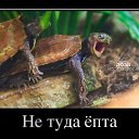 ���� ������ ������, ������, 40 ��� - ��������� 18 �������� 2016 � ������ ������ ��������