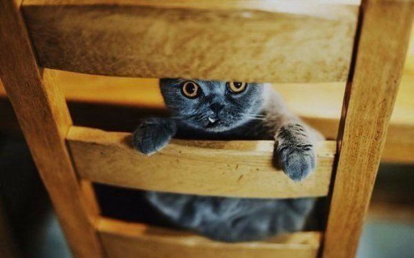 Никогда не стоит никому ничего объяснять. Тот, кто не хочет слушать, не услышит и не поверит, а тот, ...