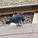 27.09.2016 �� ������� ������� ��������)))�