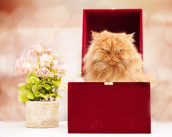 Гарфи, самый сердитый кот в мире.Если Grumpy Cat — сердитый кот, то персидский кот Гарфи, скорее, ... - 9