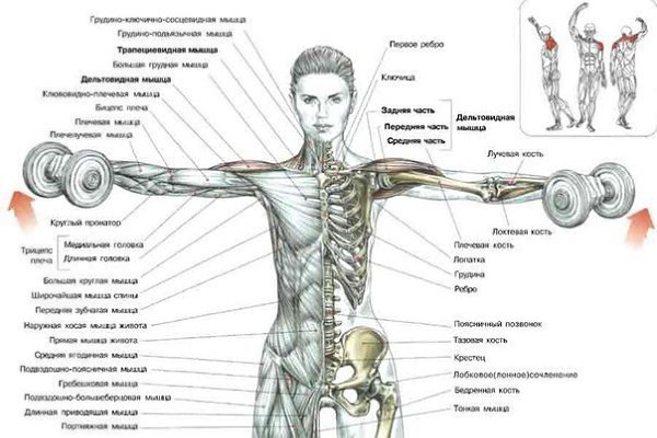 Упражнения на плечи.1)Подъемы гантелей вперед по очереди.Стоя, ноги слегка раздвинуть. Гантели ... - 2