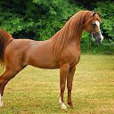  ., , 68  -  2  2016     ,   ...