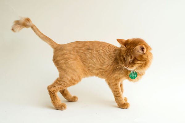 Фотограф из Лос-Анджелеса под псевдонимом Кейси (Casey) делает снимки слепых котов, чтобы помочь им ... - 3