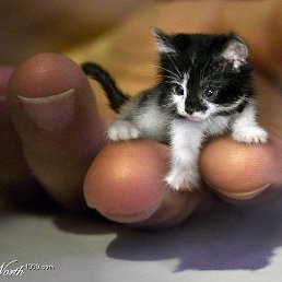 ������, �����������, 47 ���