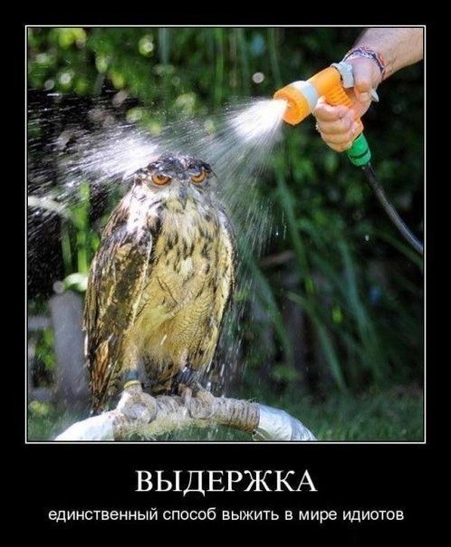 ПАПА+МАМА=Я - 31 октября 2016 в 18:52