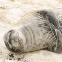 ���� ��������, ���������, 70 ��� - ��������� 17 ������� 2016