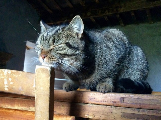 ��������� �������� ���, ����������� ������ �����. - 7