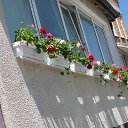 ���� Svetlozar, �����, 46 ��� - ��������� 4 ������� 2016 � ������ ��������� 2015�