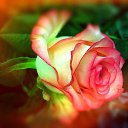 ���� �������, ���������, 71 ��� - ��������� 2 ������ 2016 � ������ ������ ��������