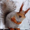 ��� � �� ������ ���� ������������