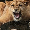 ���� ����� �� �� ����, �������� - ��������� 17 ������ 2016 � ������ ������ ��������