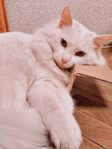 #Безкота_добро.Мой подобранец :) Шла с работы, и вдруг счастье выскочило из подвала. Грязный и ... - 5