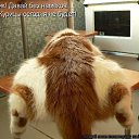 ���� Falia, ������ - ��������� 27 ������� 2016 � ������ ��������:)�