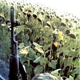 ����, �������, 33 ����