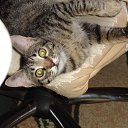 ���� �������, �����������, 42 ���� - ��������� 16 ������� 2016 � ������ ������ ��������