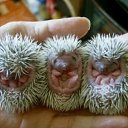 ���� Alehandro, ����������, 53 ���� - ��������� 25 ����� 2017 � ������ ������ ��������