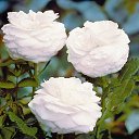 ���� Serg, ������, 66 ��� - ��������� 15 ������� 2016 � ������ ���� ����!!!�