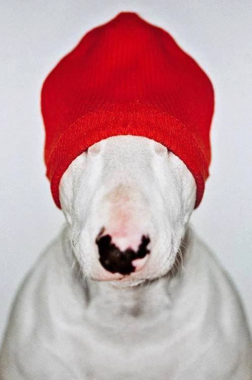 Английский бультерьер. - 17 октября 2016 в 14:45