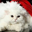 ���� �����, ������, 39 ��� - ��������� 7 ������� 2017 � ������ ������ ��������