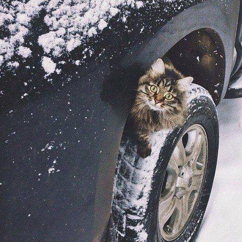 CATS OF ALL - 16 ������� 2016 � 23:51